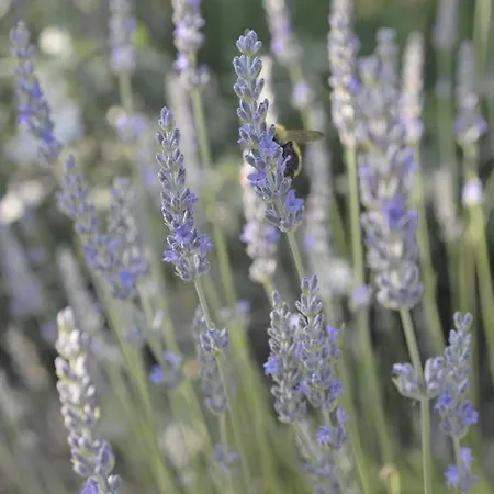 Il Frutteto Di Efesto Farmház Biancavilla