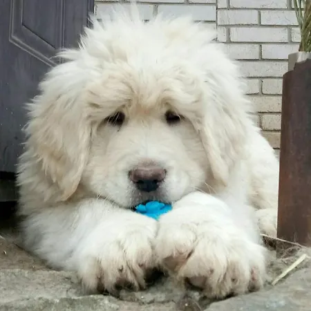 Il Frutteto Di Efesto *